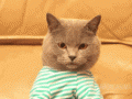 shitpostingtime.gif